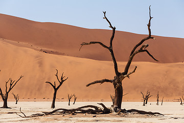 Image showing Sossusvlei beautiful landscape of death valley