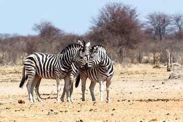 Image showing Zebra in african bush