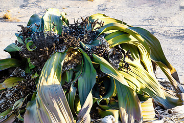 Image showing Welwitschia mirabilis, Amazing desert plant, living fossil