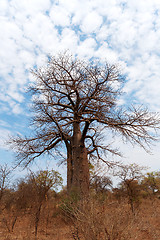 Image showing Lonely old baobab tree