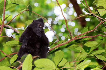 Image showing Celebes crested macaque