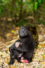 Image showing Celebes crested macaque