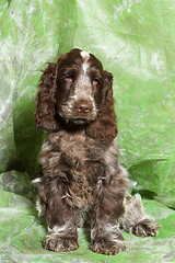 Image showing brown English Cocker Spaniel puppy