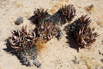 Image showing flowering aloe in the namibia desert