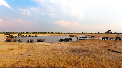 Image showing herd of African elephants drinking at a muddy waterhole