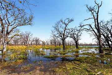 Image showing Moremi game reserve landscape