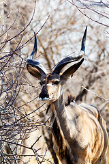 Image showing portrait of Kudu