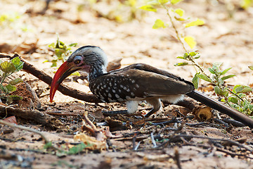 Image showing Yellow-billed Hornbill on ground