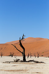 Image showing Sossusvlei beautiful landscape of death valley