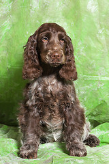 Image showing brown English Cocker Spaniel puppy