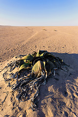 Image showing Welwitschia mirabilis, Amazing desert plant, living fossil