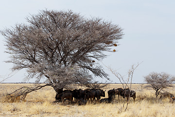 Image showing wild Wildebeest Gnu