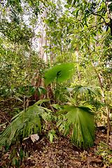 Image showing palm leaf in Tangkoko National Park