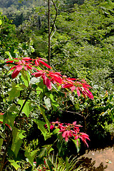 Image showing Wild winter rose with blossoms in indonesia