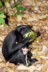 Image showing Celebes crested macaque