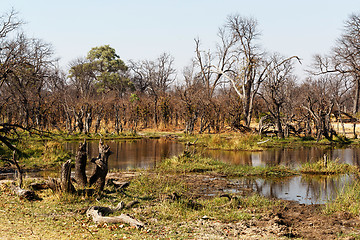 Image showing Moremi game reserve landscape