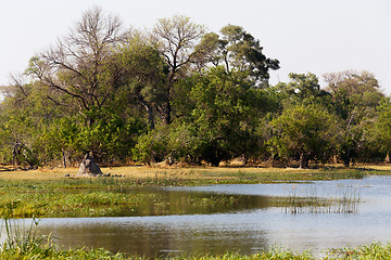 Image showing Moremi game reserve landscape