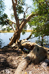 Image showing Chobe river Botswana