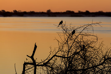 Image showing African sunset on Zambezi