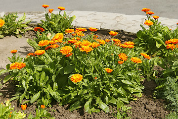 Image showing Calendula flowering on flowerbed