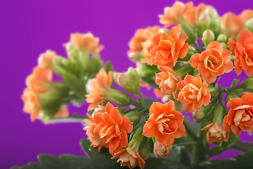 Image showing  flowers of Kalanchoe. on a purple background.