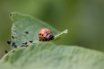 Image showing The red colorado beetle\'s larva feeding