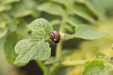 Image showing The red colorado beetle\'s larva feeding