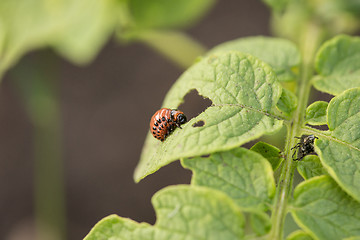 Image showing The red colorado beetle\'s larva feeding