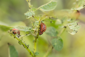 Image showing The red colorado beetle\'s larva feeding