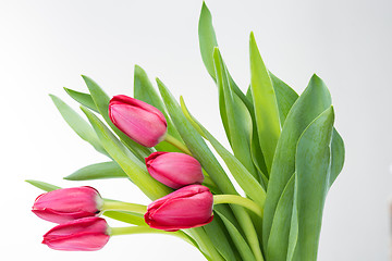 Image showing Crimson tulip flower on white background