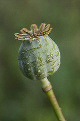 Image showing harvest of opium from green poppy
