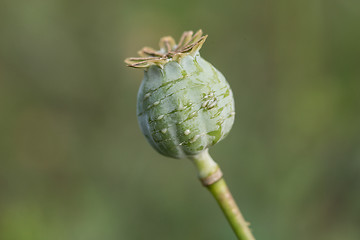 Image showing harvest of opium from green poppy