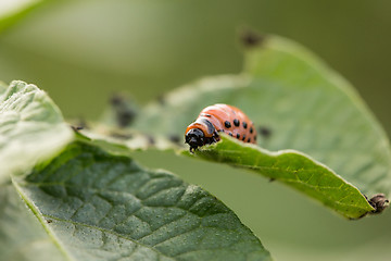 Image showing The red colorado beetle\'s larva feeding