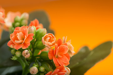 Image showing  flowers of Kalanchoe. on a orange background.