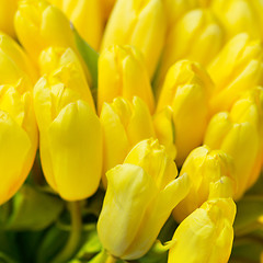 Image showing beautiful yellow tulips, big bouquet