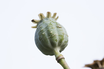 Image showing harvest of opium from green poppy