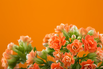 Image showing  flowers of Kalanchoe. on a orange background.