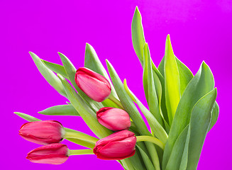 Image showing Crimson tulip flower on purple background