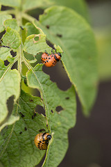 Image showing The red colorado beetle\'s larva feeding