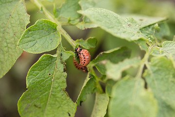 Image showing The red colorado beetle\'s larva feeding