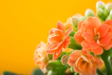 Image showing  flowers of Kalanchoe. on a orange background.