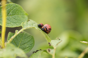Image showing The red colorado beetle\'s larva feeding