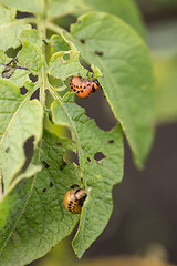 Image showing The red colorado beetle\'s larva feeding