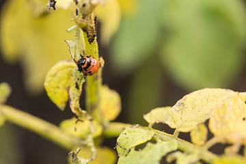 Image showing The red colorado beetle\'s larva feeding