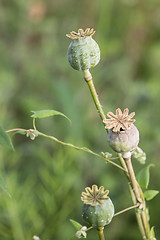 Image showing harvest of opium from green poppy