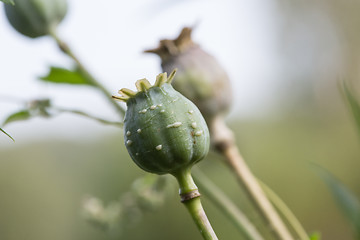 Image showing harvest of opium from green poppy