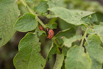 Image showing The red colorado beetle\'s larva feeding