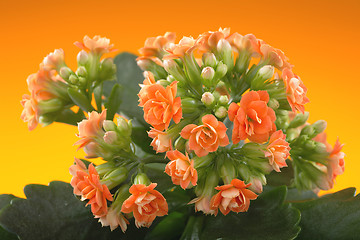 Image showing  flowers of Kalanchoe. on a orange background.