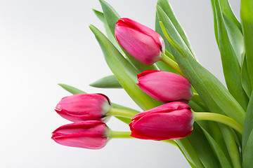 Image showing Crimson tulip flower on white background