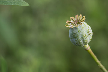 Image showing harvest of opium from green poppy